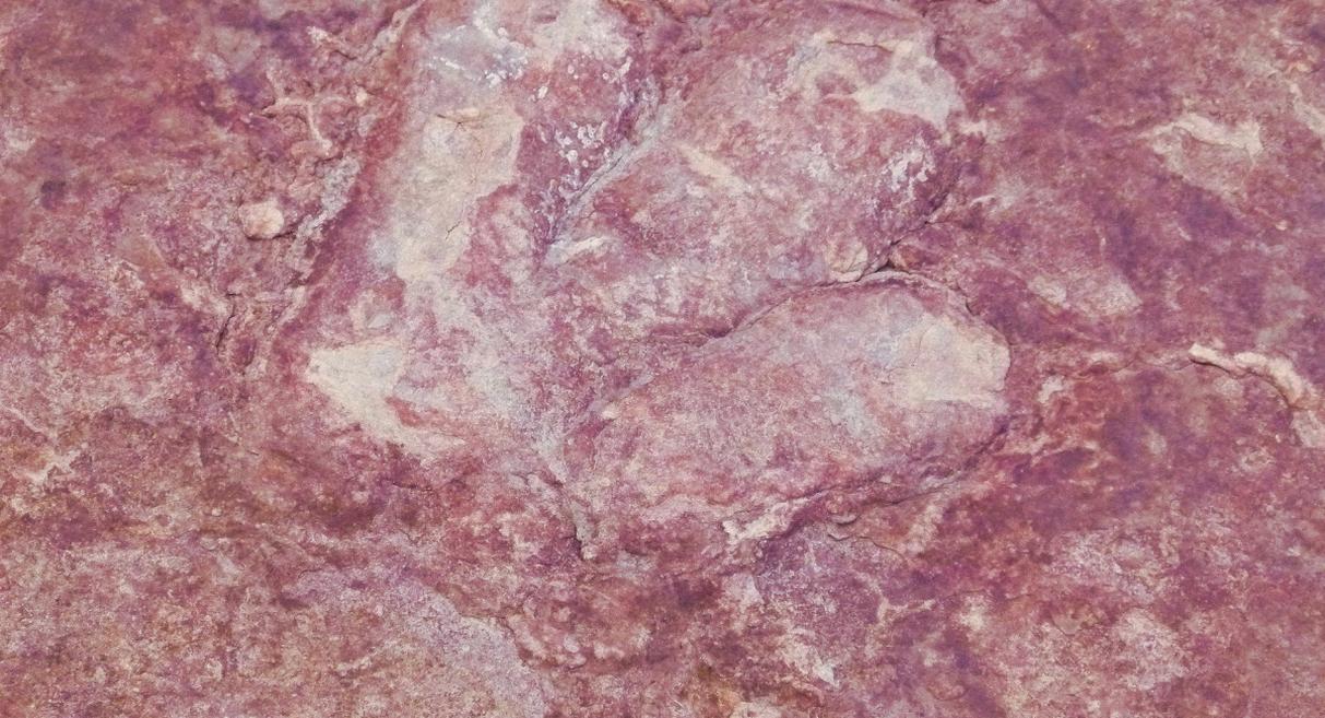 Empreintes authentiques de dinosaures gravées dans une roche ancienne